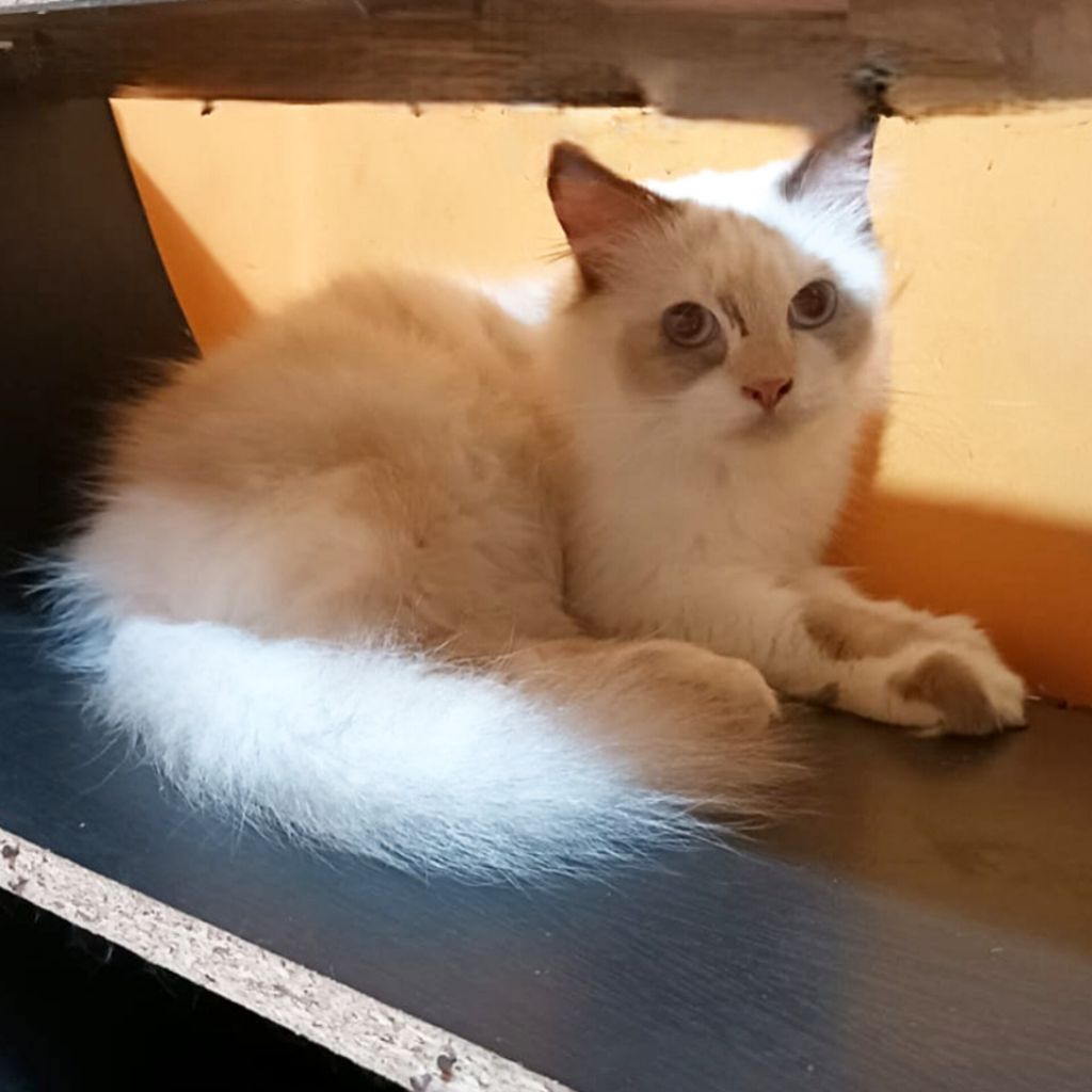 HEWAN PELIHARAAN KUCING ANGGORA/ KUCING PERSIA / KUCING ANGGORA