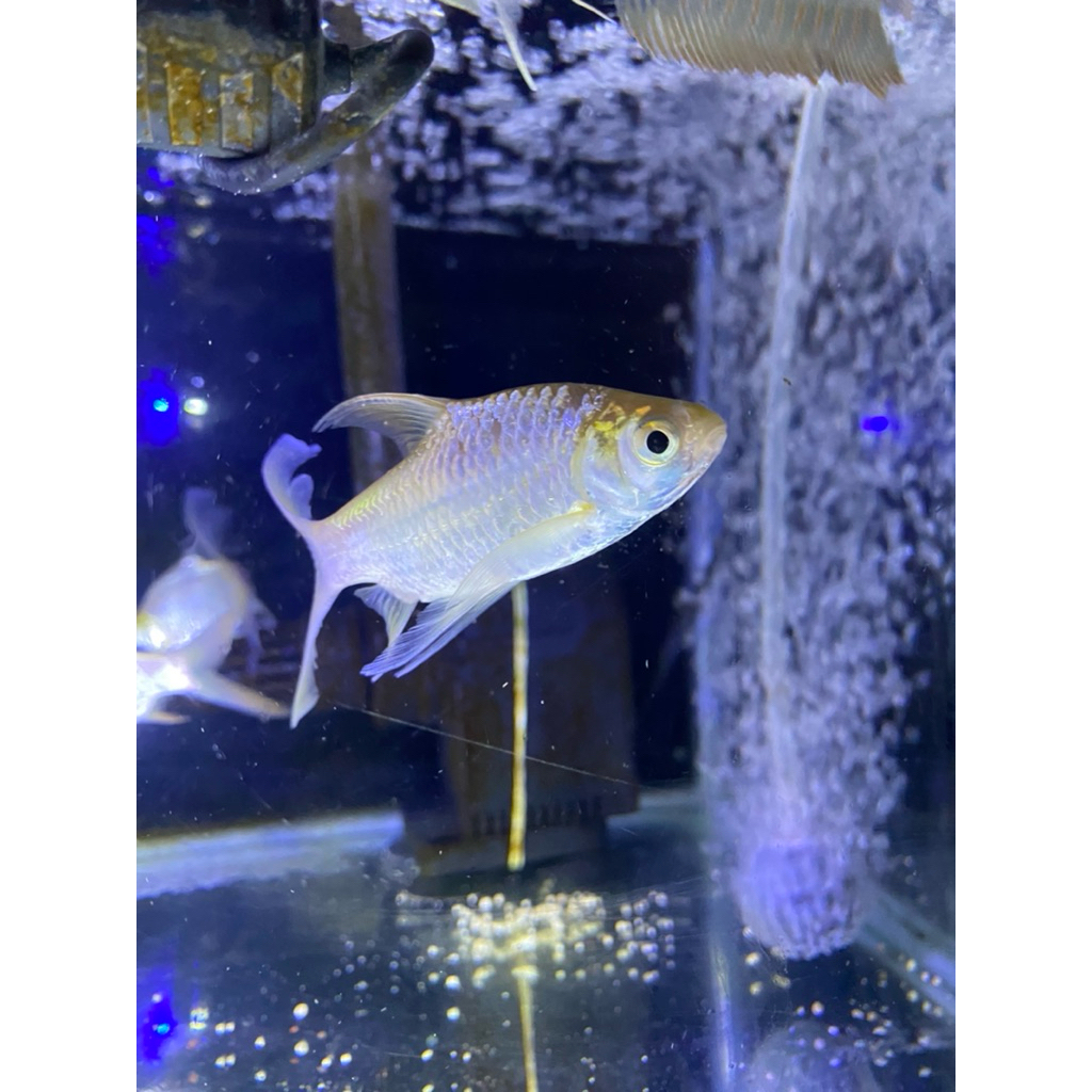 hiasan aquarium kaviat slayer