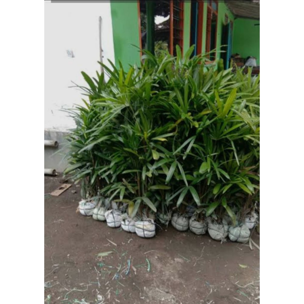 Tanaman Hias Palem Waregu Atau Tanaman Hias Waregu/Palem Penjalinan