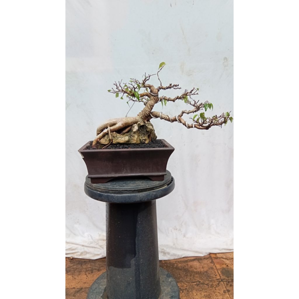 BONSAI FICUS BENJAMINA/BERINGIN LOKAL