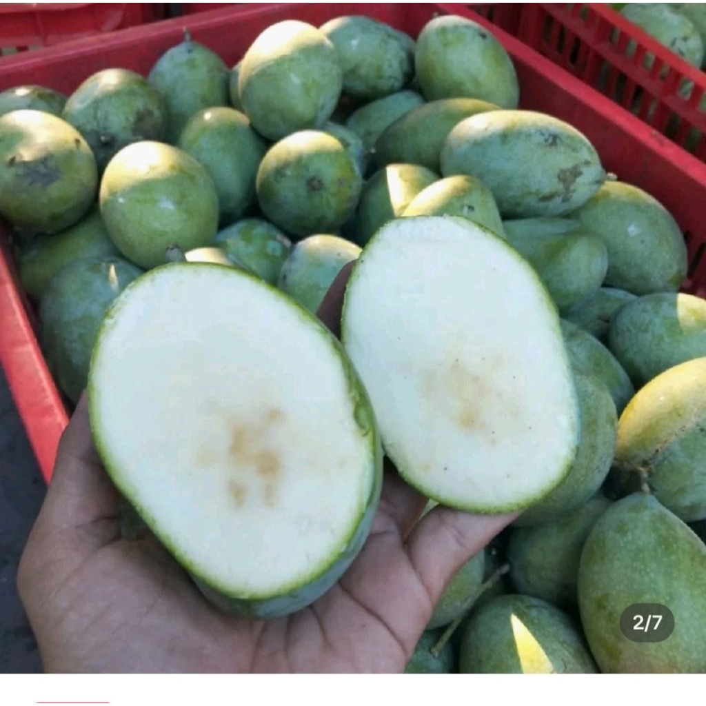 mangga muda manalagi