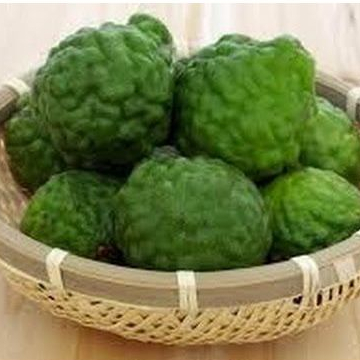Jeruk Purut Ute Pangir Jeruk Medan Jeruk Obat Betina Perbiji