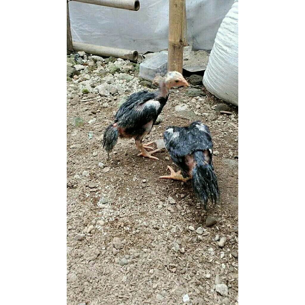 anak ayam bangkok ekor lidi umur2bulan