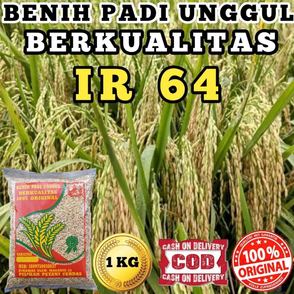BENIH PADI UNGGUL BERKUALITAS ( 1R 64)