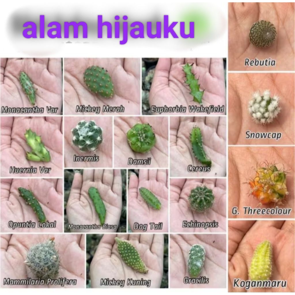 kaktus mini potelan terlengkap bebas pilih