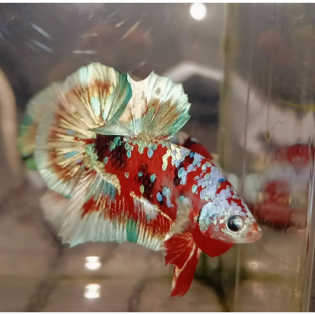 Ikan Hias Cupang Barongsai Bagus