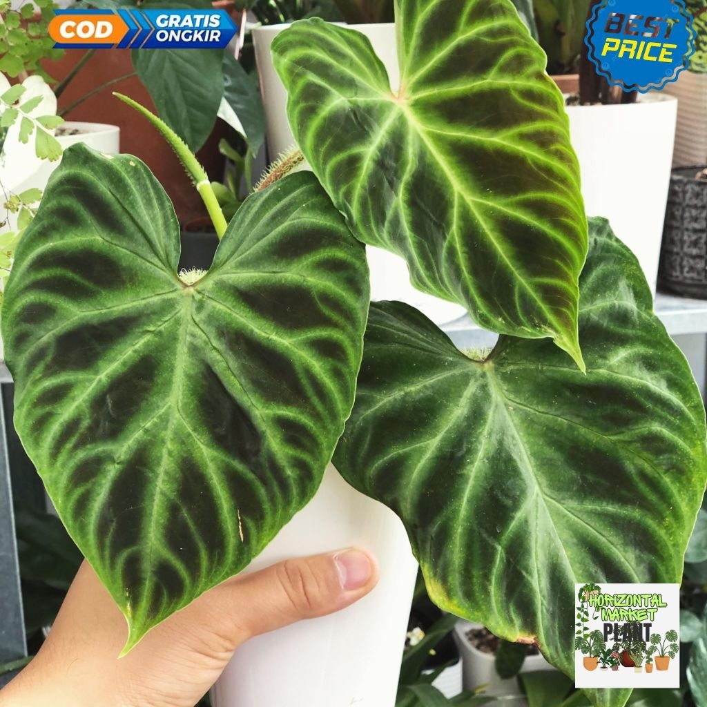 Philodendron verucosum - tanaman Philodendron verucosum