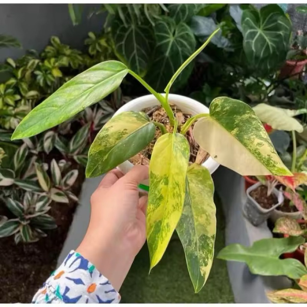 PROMO!!! Bibit Batang Philodendron DOMESTICUM / Bonggol Domesticum Varigata...