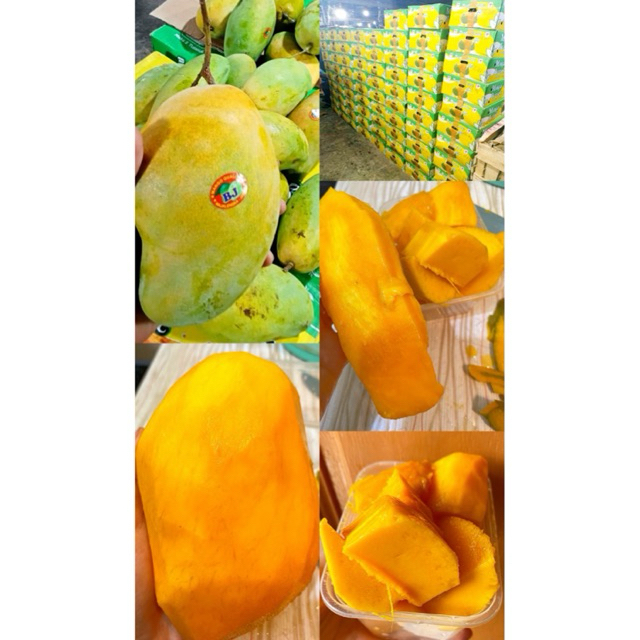 Mangga Harum Manis Medan