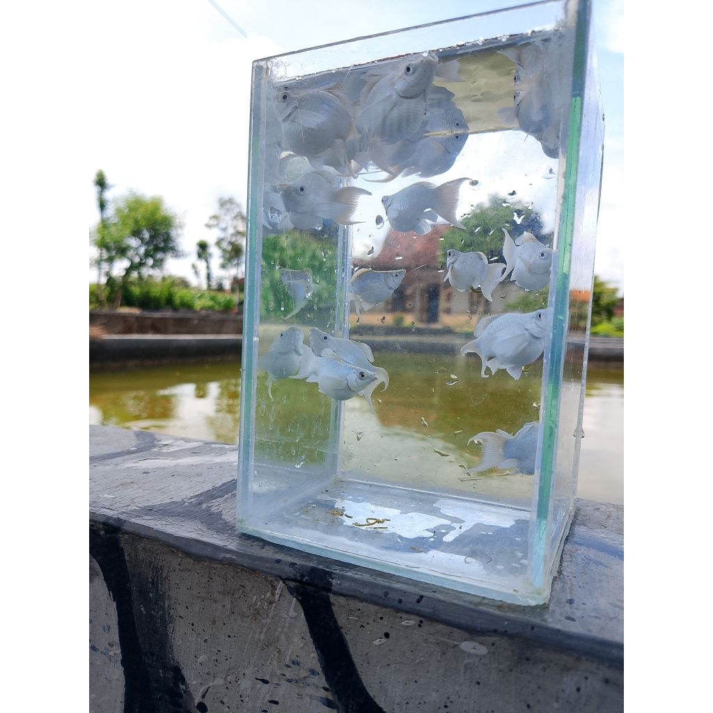 ikan MOLLY BALLON CAWANG SUPER