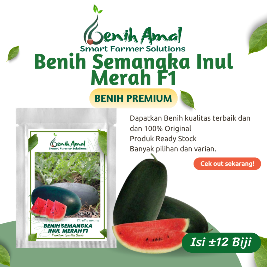 Benih Buah Semangka Inul Merah Jumbo F1 Hibrida