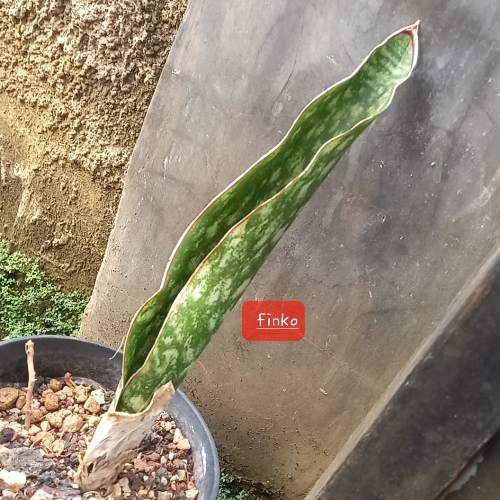 ES. 22565. sansevieria sp. kigoma