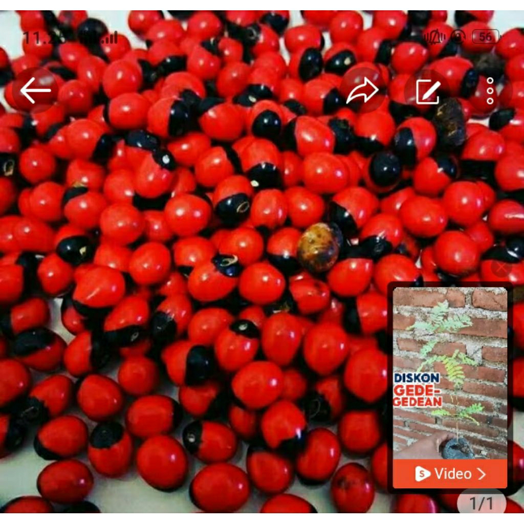 Biji saga rambat saga bintik. hitam 200 biji