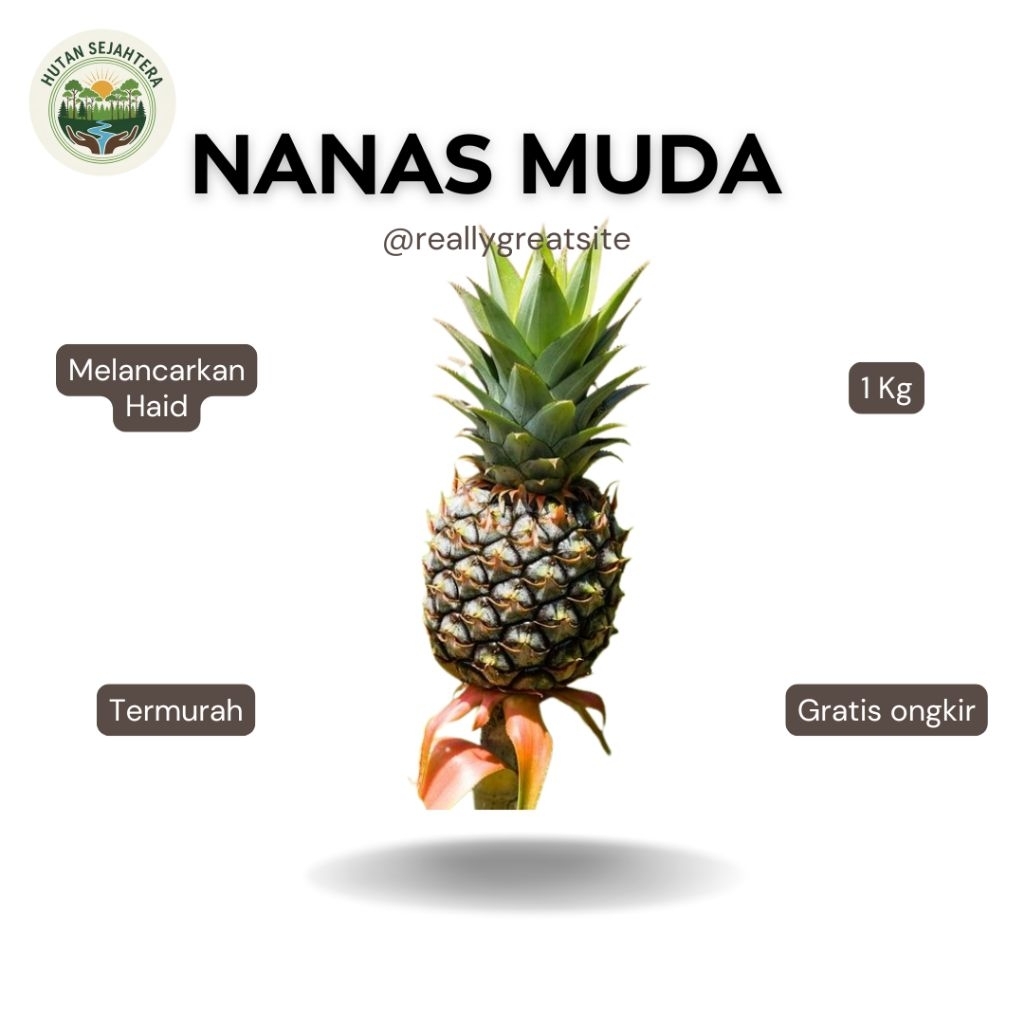 Nanas Muda Buah Nanas Muda 1 Buah
