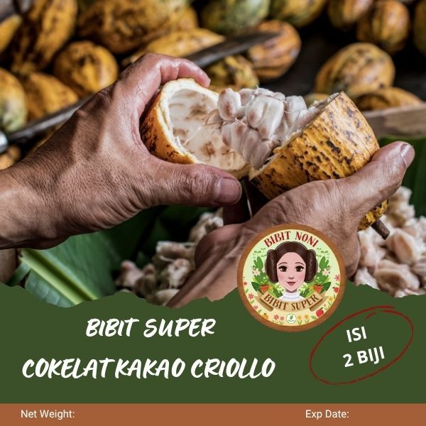 Bibit Super Cokelat Kakao Criollo | Biji Benih Coklat Kakao Criollo