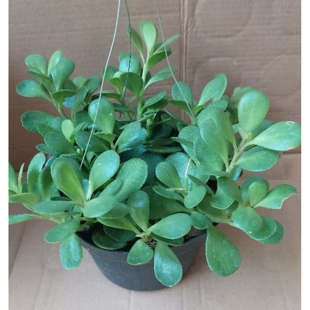 tanaman hias jade plant gantung // money tree // jade plant
