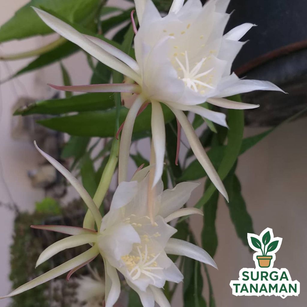 Tanaman bunga wijaya kusuma - tanaman wijaya kusuma - tanaman bunga