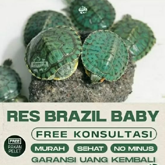 kura kura hidup sehat lincah no minus.jaminan hidup