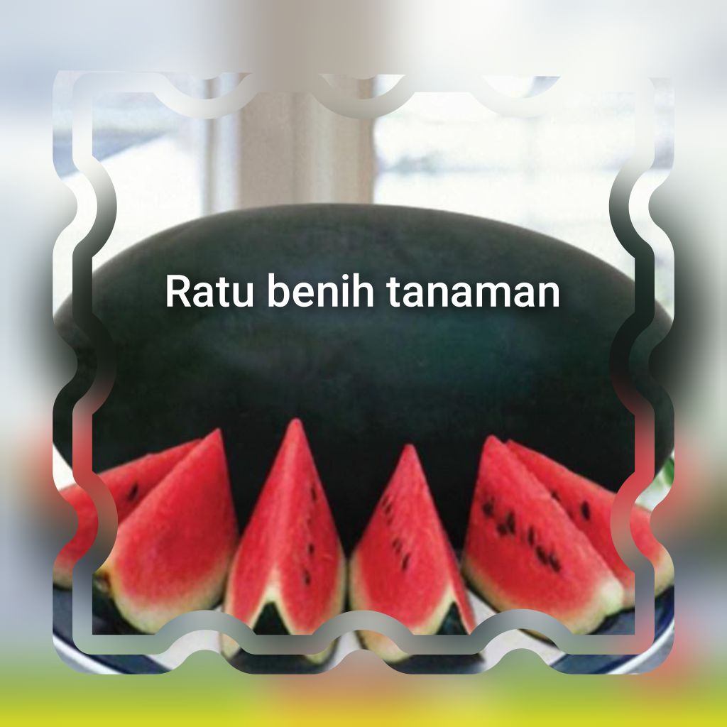 BENIH/BIJI SEMANGKA INUL MERAH MARDY (15 BUTIR)