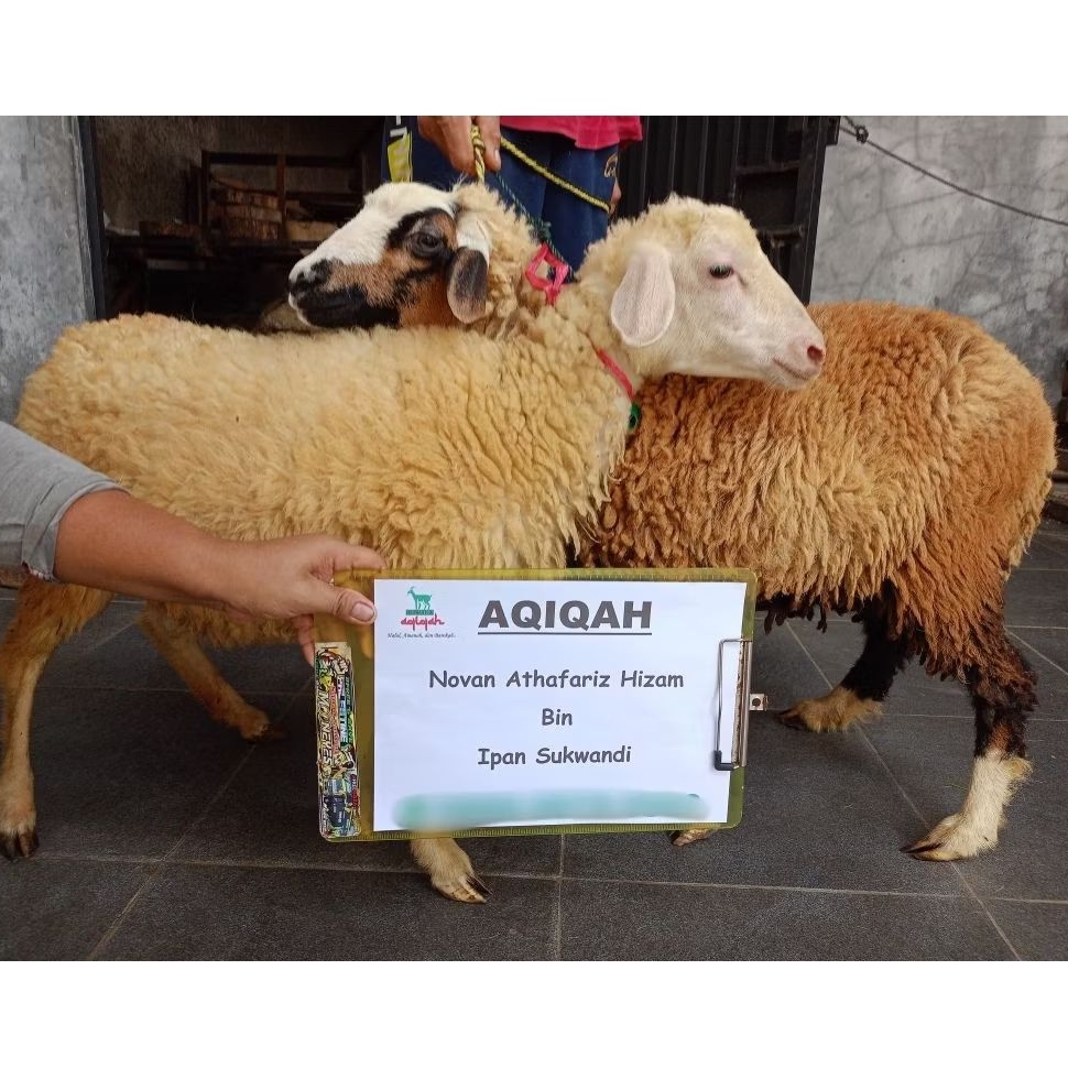 (Kupon/Nota) Kambing Domba Aqiqah Tipe Standar 13-14kg  Domba Hidup / Domba Potong Cacah