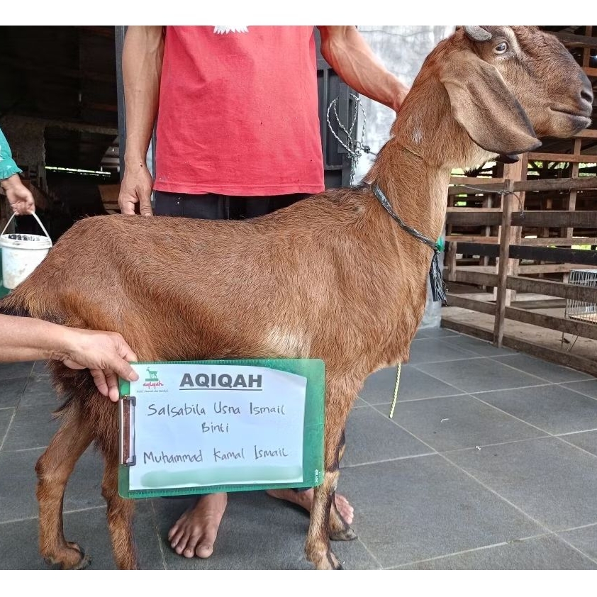 (Kupon/Nota) Kambing Domba Aqiqah Tipe Premium++ 28-30kg / Kambing domba hidup / potong cacah / akik