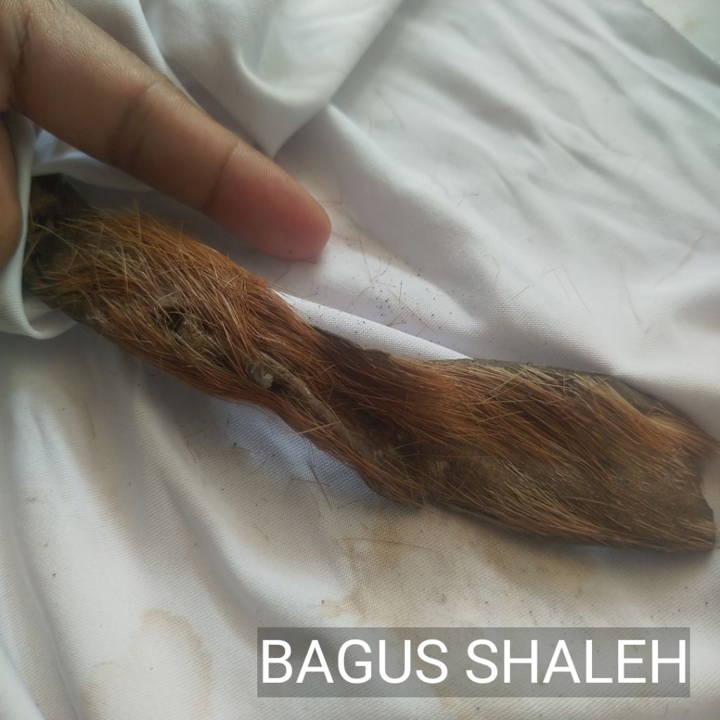 LULANG KULIT KIJANG LAWASAN