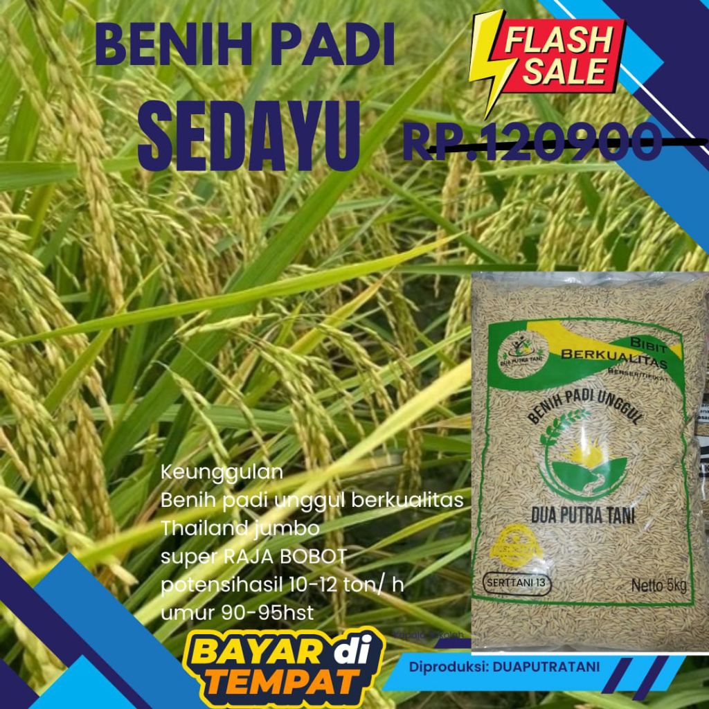 BENIH PADI BIBIT PADI SEDAYU 5 KG KUALITAS PREMIUM