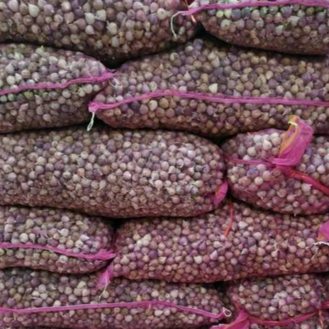 Bawang Lanang/Bawang Tunggal