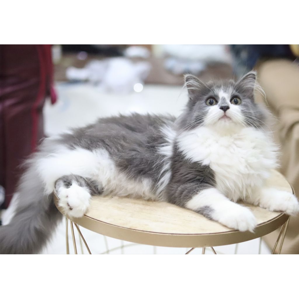 kucing Maine Coon jantan ganteng gembul