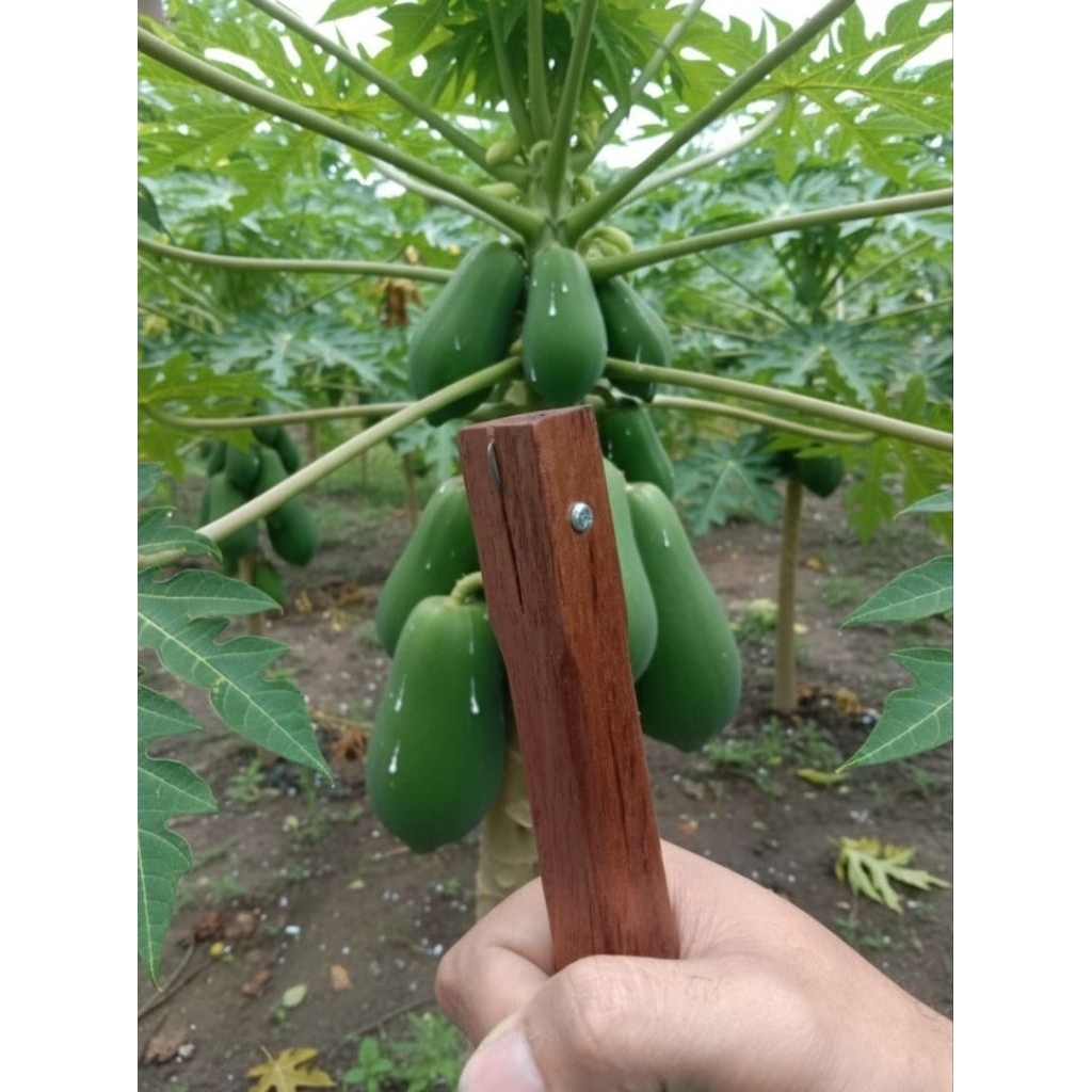 alat sadap getah pepaya