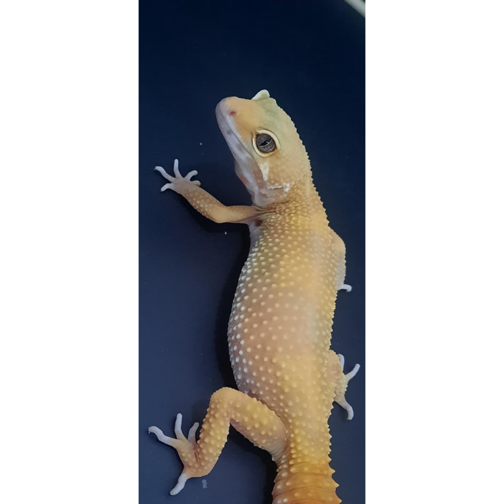 MAINAIN SUNGLOW TREMPER GECKO LEOPARD