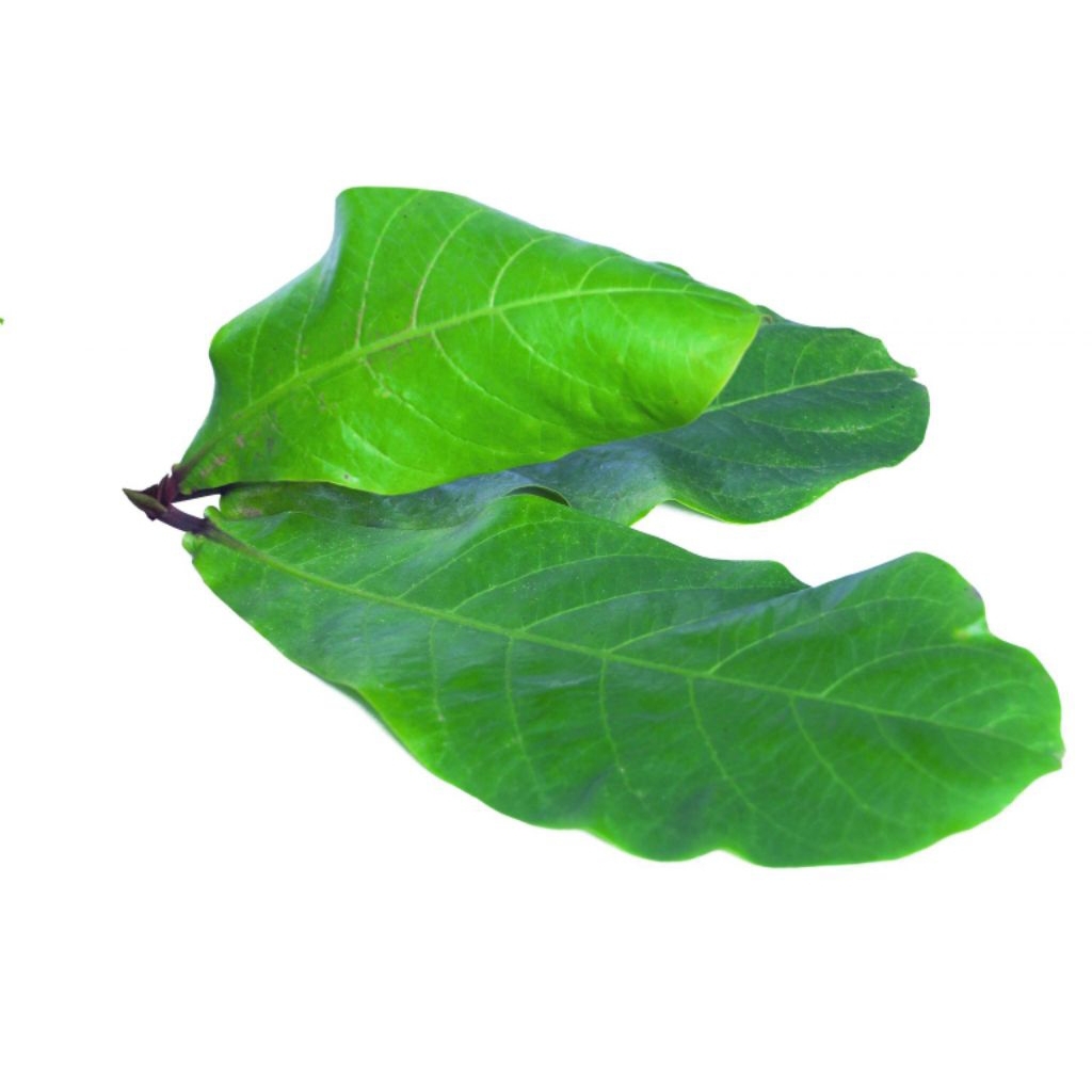 daun ketapang / daun ketapang segar /harga perdaun