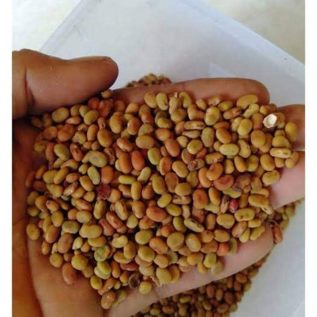 biji turi 1/4 kg benih unggul kwalitas super paling murah