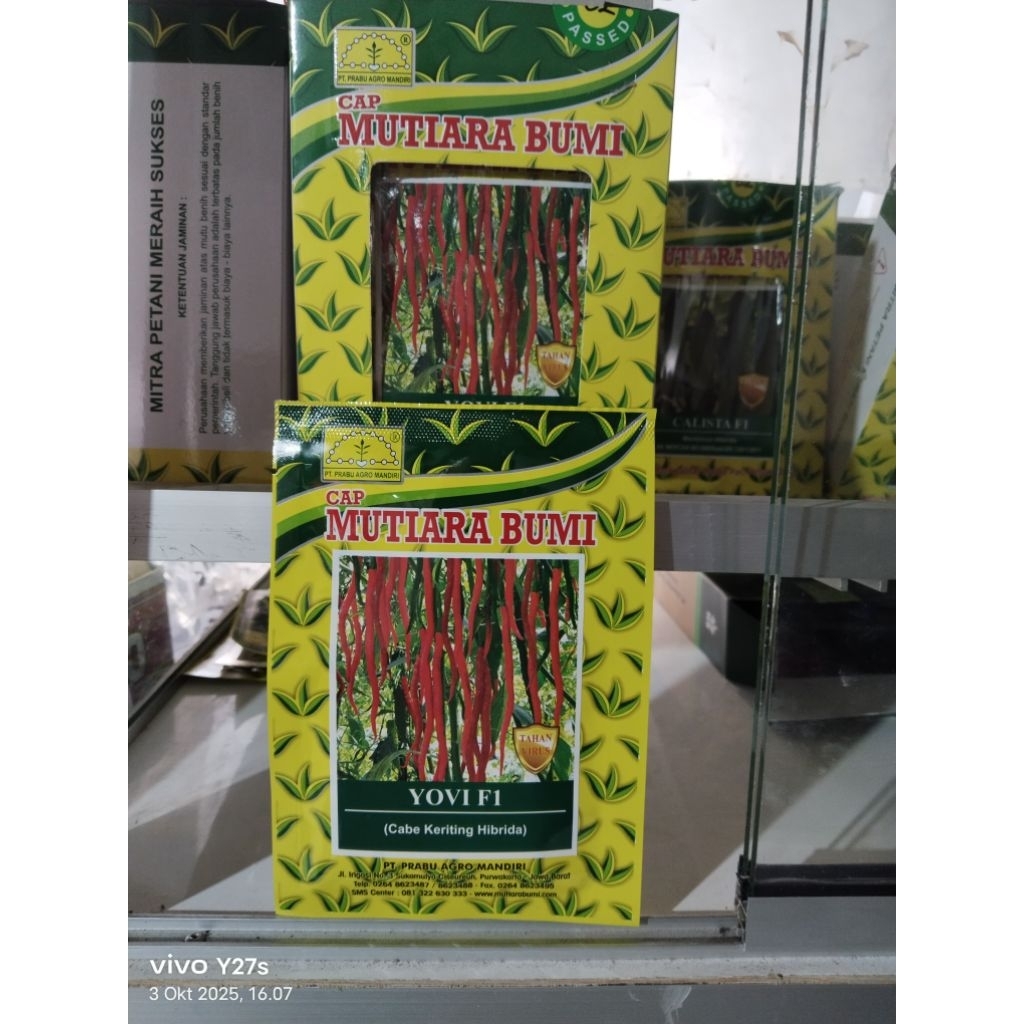Benih cabe keriting Yovi F1, cabe keriting Mutiara Bumi tahan virus Yovi F1