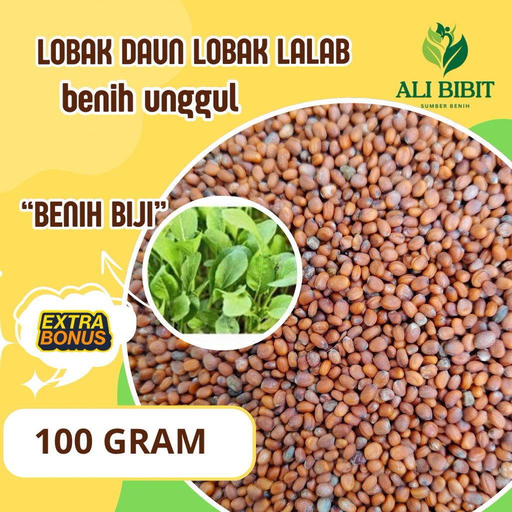 BENIH BIJI LOBAK DAUN LOBAK LALAB 100 GRAM BENIH BIJI