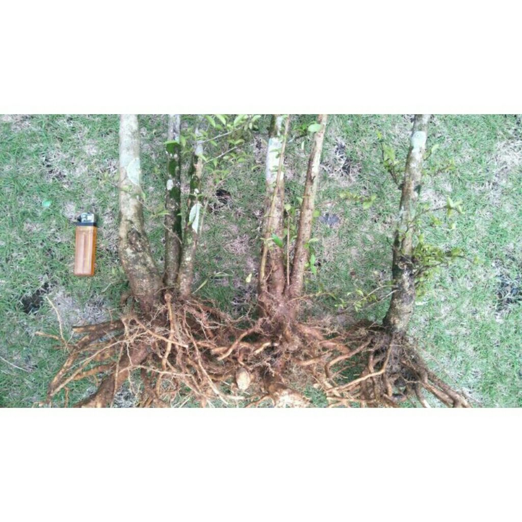 Bonggol anting putri bahan bonsai prospek