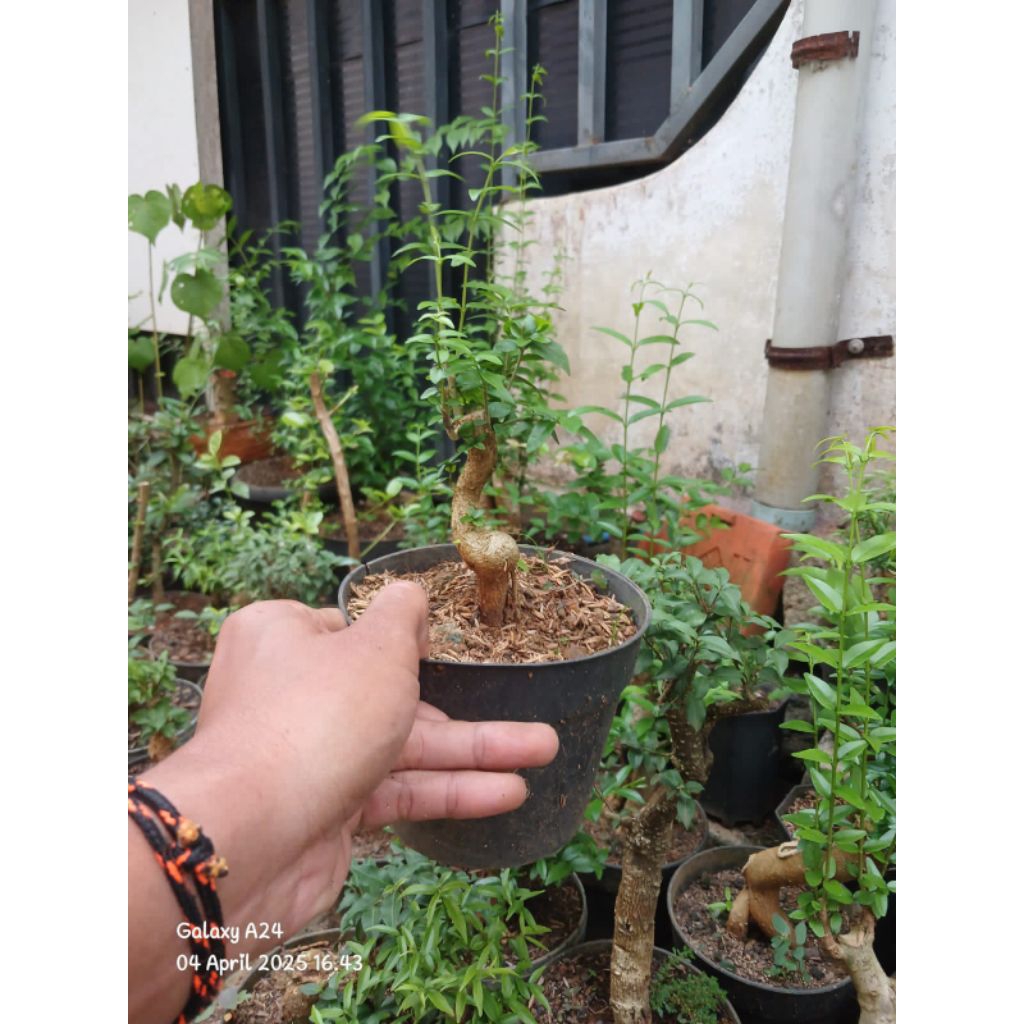 Bahan bonsai anting putri mame batang unik
