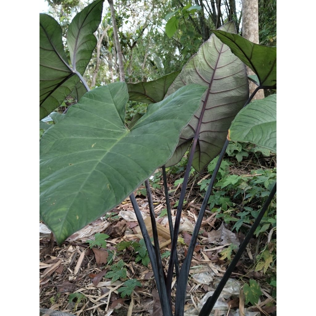 bibit talas hitam non wulung talas sayur