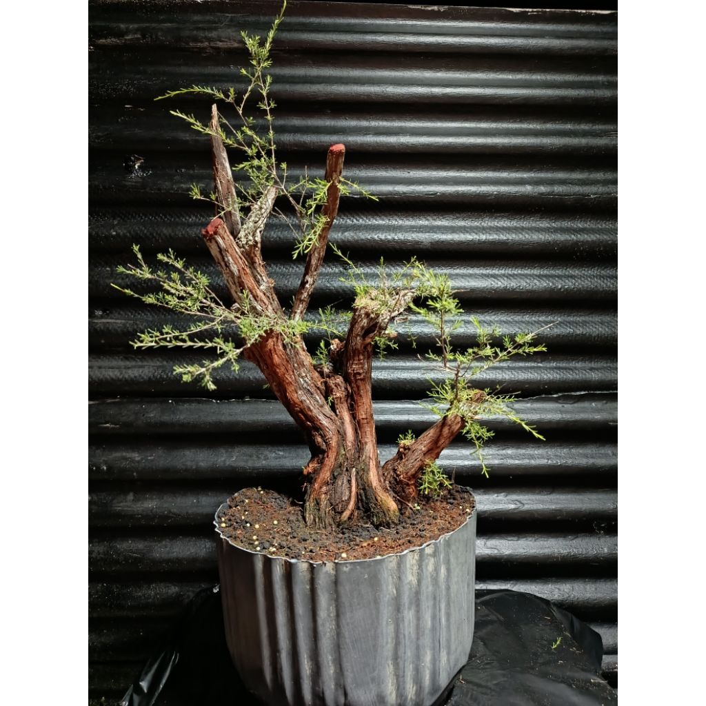 Bonsai Cucur atap / Sapu-sapu mantap