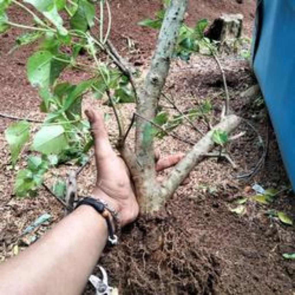 Bahan bonsai waru wayang besar rawatan