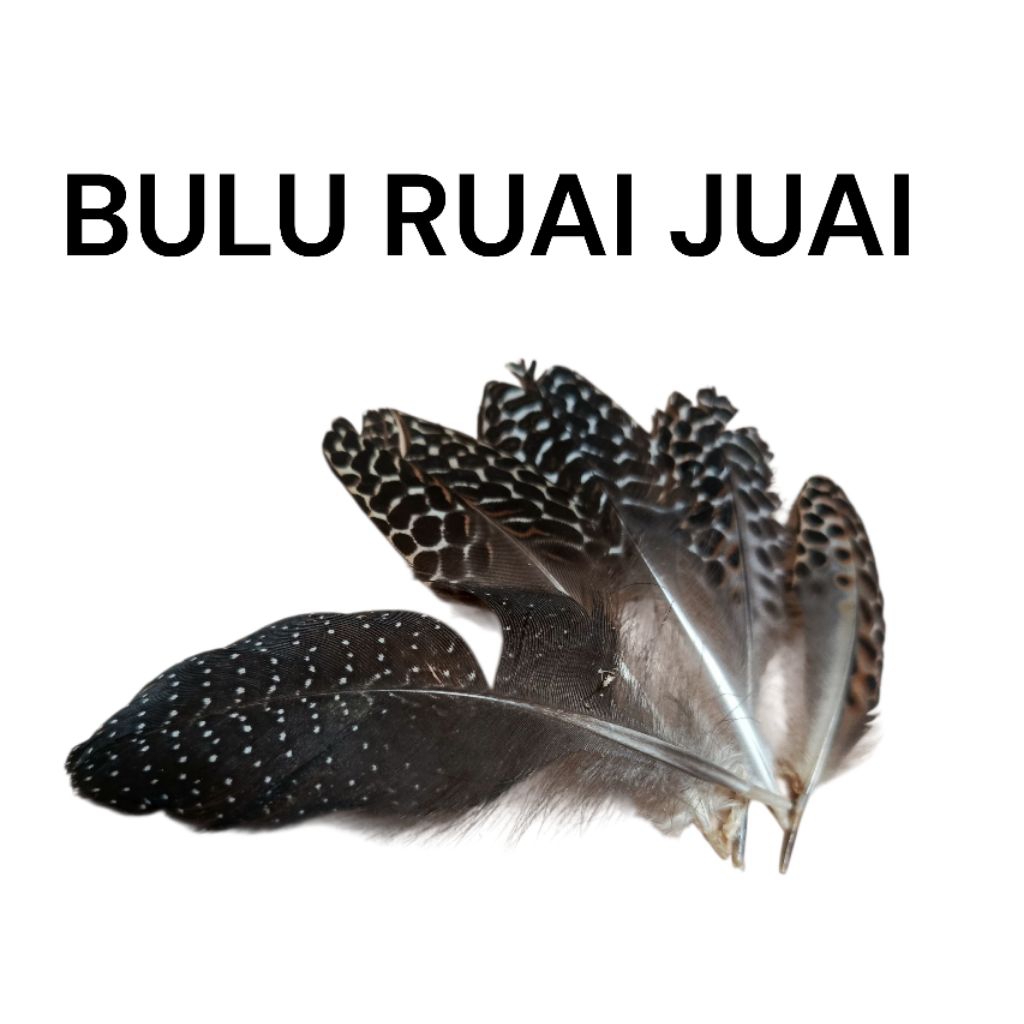 [ COD ] TERMURAH Bulu Burung Ruai/Juai Ukuran Kecil Kerajinan Tangan DIY Hiasan Aksesoris  Dekorasi 