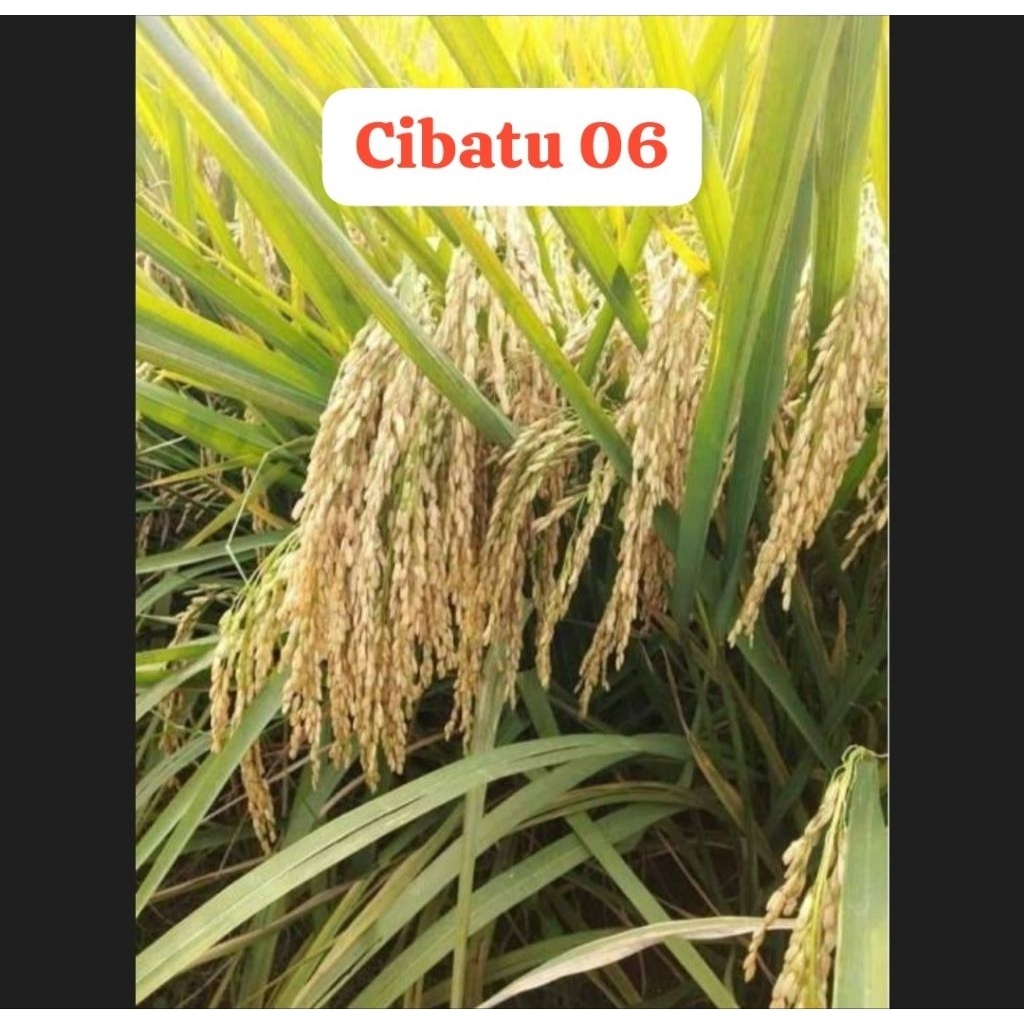 PADI CIBATU 06 Original 5kg