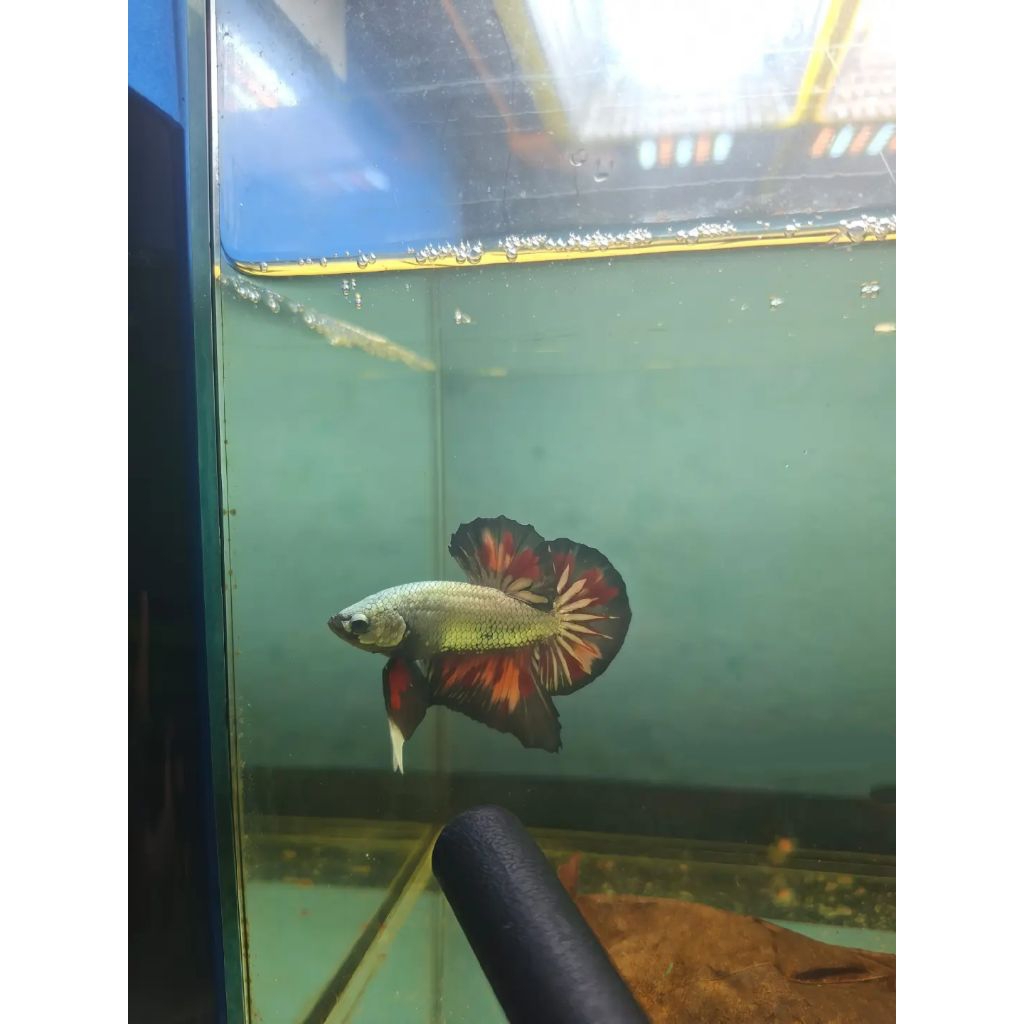 Cupang aduan/Cupang besgel