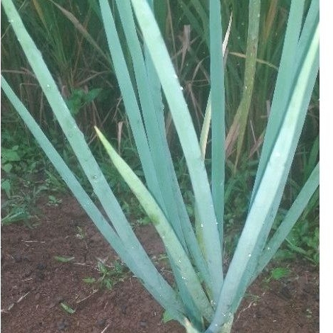 Promo Bibit bawang bombay unggul 3 pcs tanaman daun bawang bombay