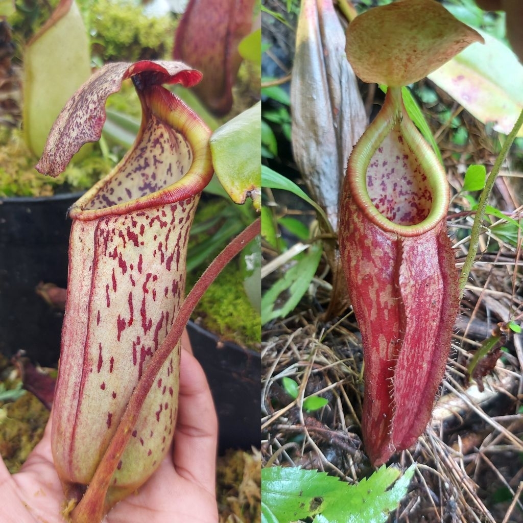nepenthes hybrid (faizaliana x Clipeata) x Gymnamphora tanaman kantung semar hybrid