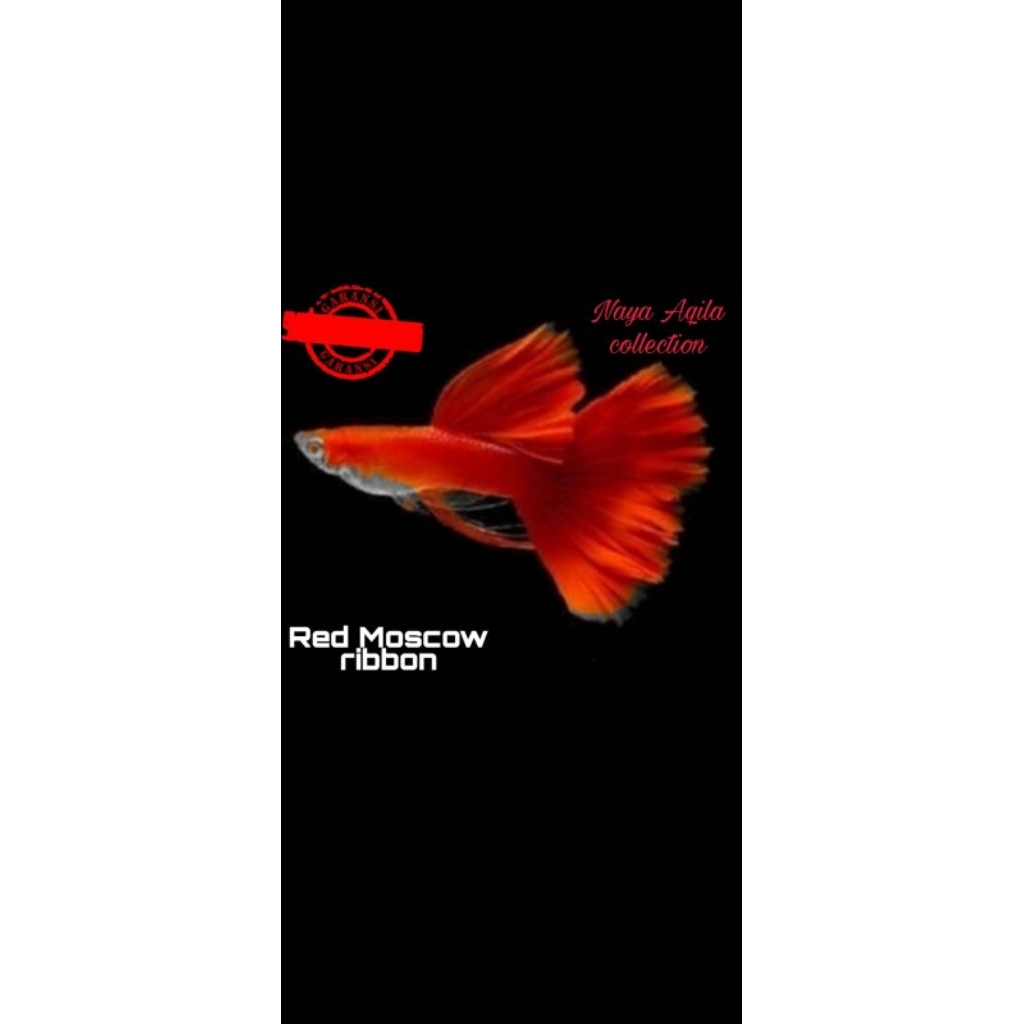 GUPPY RED MOSCOW REBORN