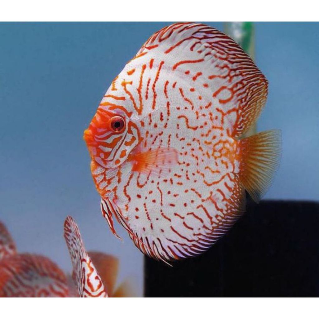 Discus White Pigeon //ikan hias aquarium aquascape