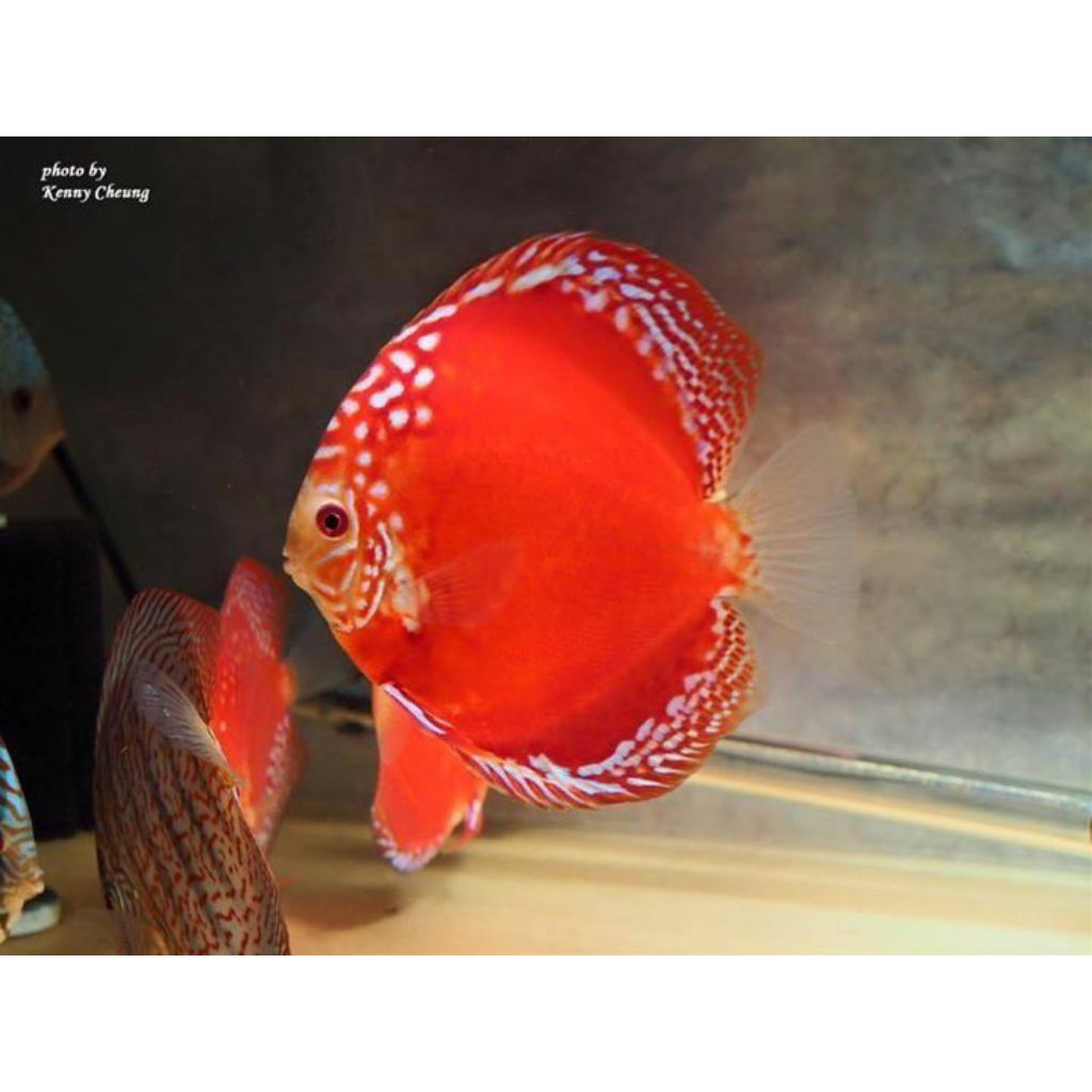 Discus Raflesia //ikan hias aquarium aquascape