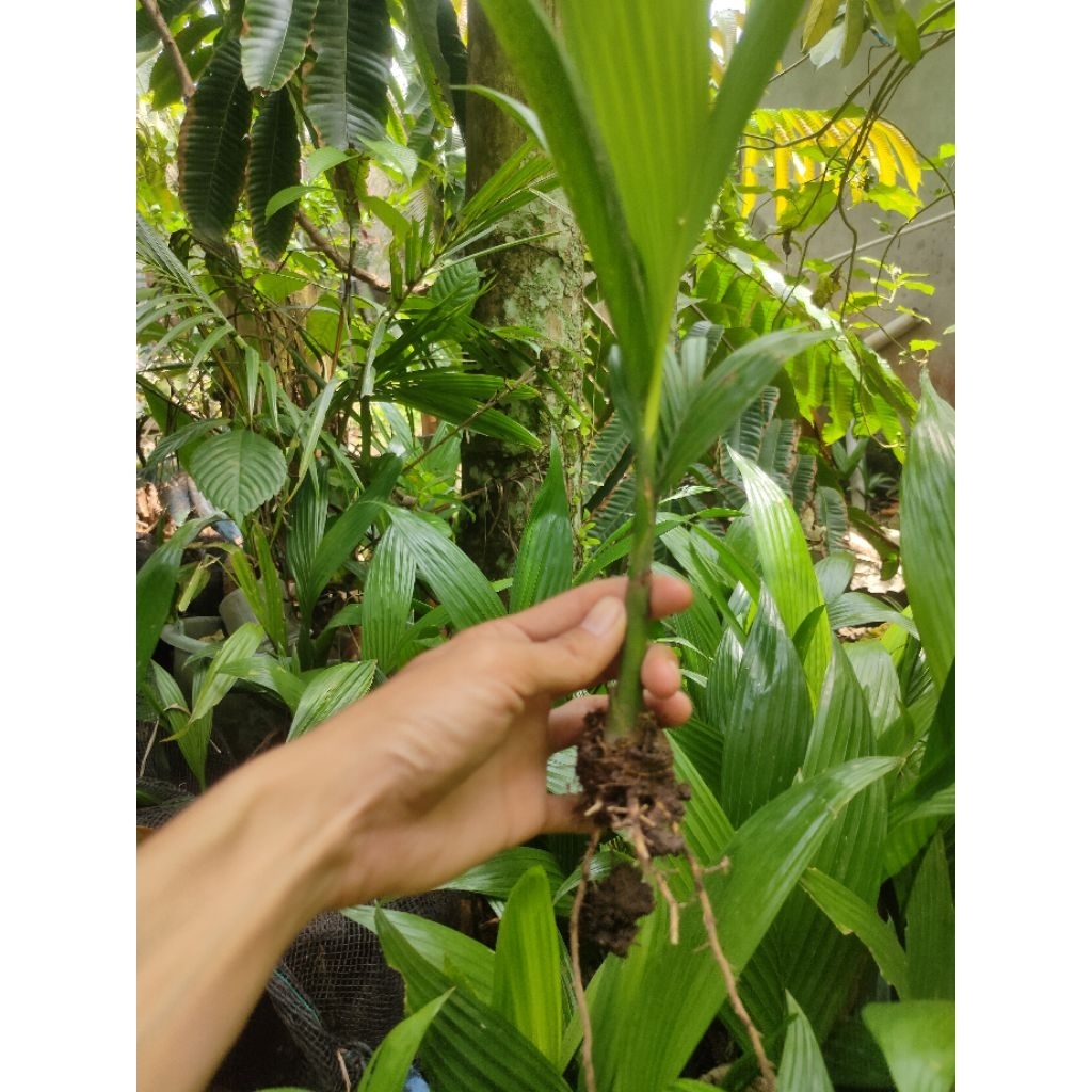 PAKET BIBIT PINANG BETARA UNGGUL