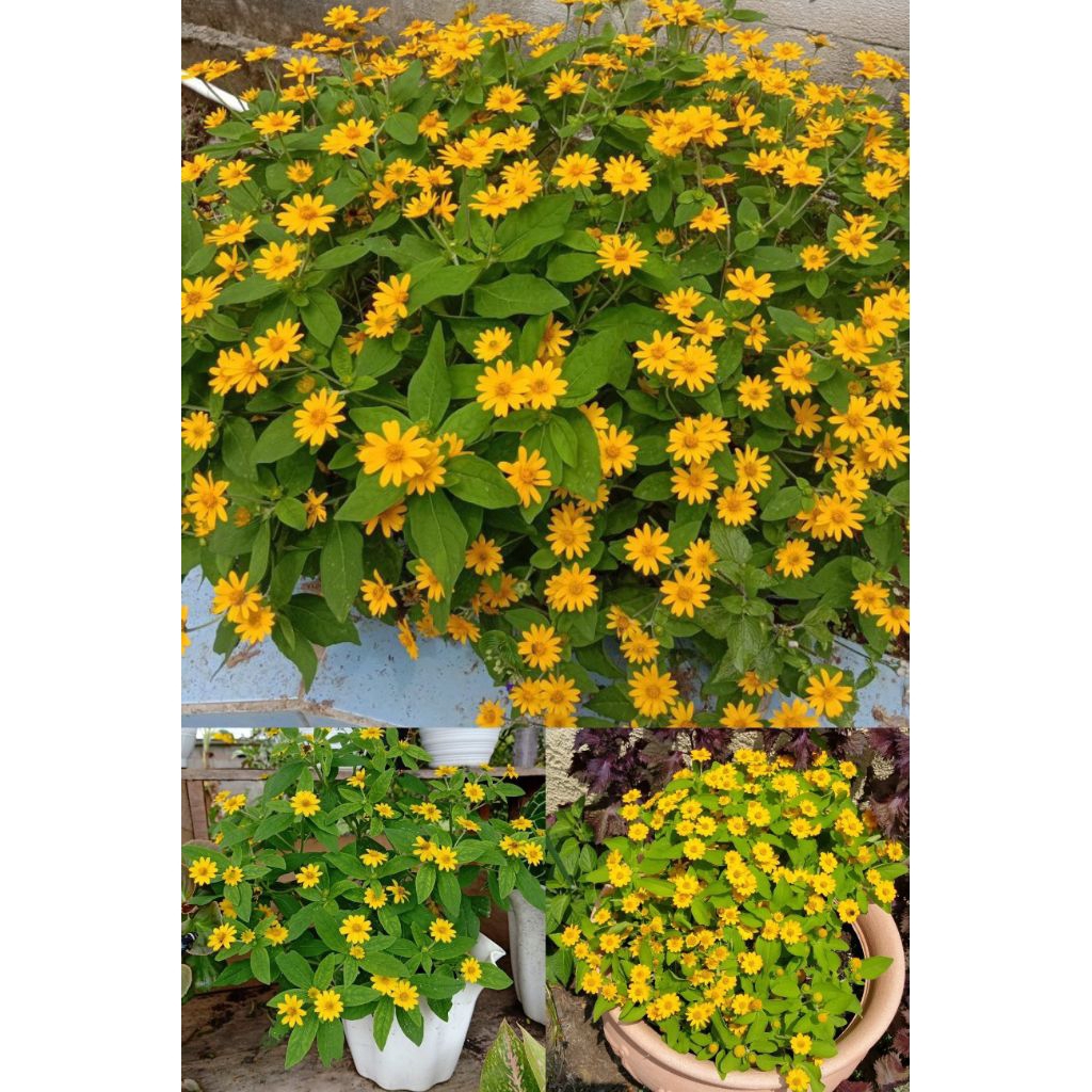 PROMO BELI 2 GRATIS 1 | Bibit Tanaman Hias | BUNGA MATAHARI MINI.